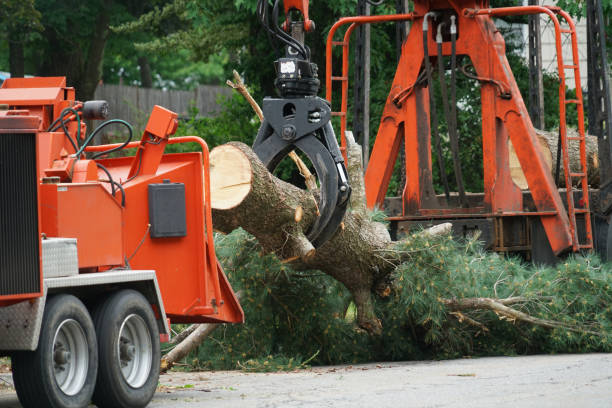 The Steps Involved in Our Tree Care Process in Pine Mountain, GA